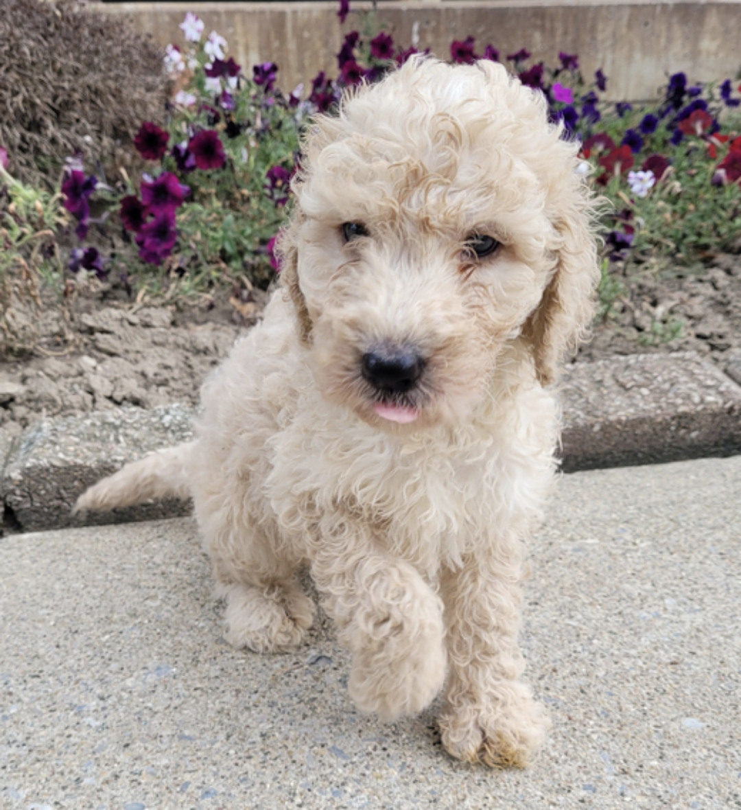 comprar cachorros sanos, baratos y asequibles para la venta